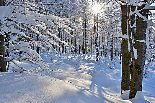 冬日树林,太阳,巴伐利亚森林国家公园,巴伐利亚,德国