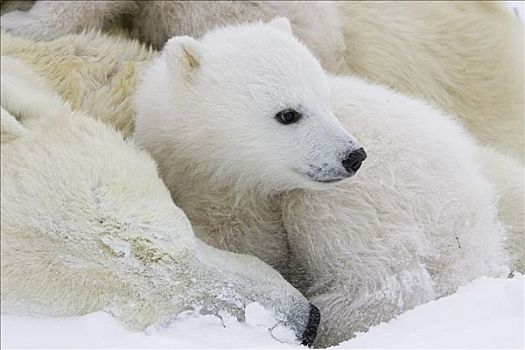 北极熊,3-4岁,老,幼兽,搂抱,身体,研究人员,脆弱,瓦普斯克国家公园,曼尼托巴,加拿大