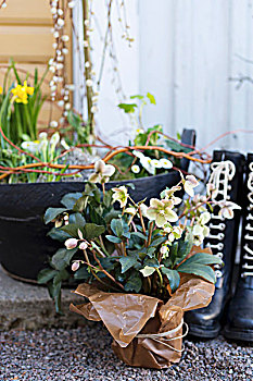 盆栽,菟葵,包装,牛皮纸,砾石,地面,正面,胶皮靴,春天,种植器皿