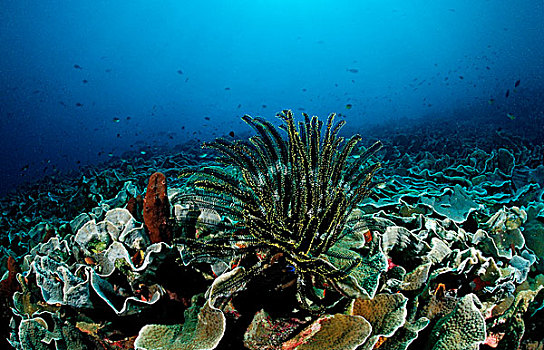 硬珊瑚,礁石,海百合,科莫多国家公园,印度洋,印度尼西亚