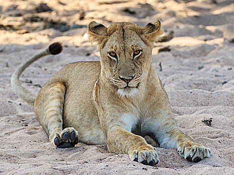 雌狮,狮子,卧,沙子,河滨地区,南卢安瓜国家公园,赞比亚,非洲