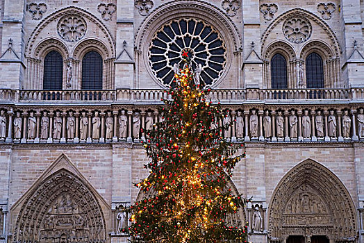 圣诞树,户外,圣母大教堂,黎明,巴黎,法国