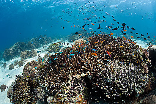 热带,珊瑚礁,海金鱼,金拟花鲈,巴厘岛,印度尼西亚,亚洲