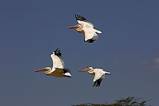 白鹈鹕,群,飞行,纳库鲁湖,肯尼亚