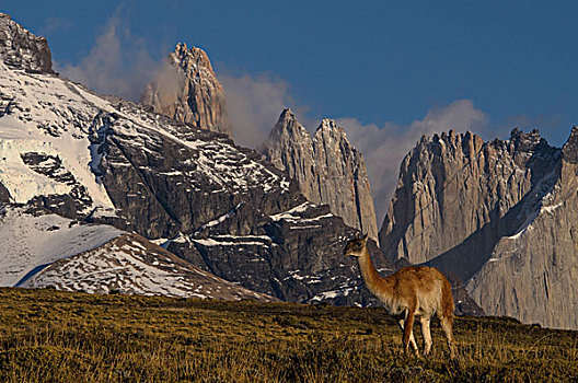 原驼,美洲驼,背影,托雷德裴恩国家公园,巴塔哥尼亚,区域,南方,智利