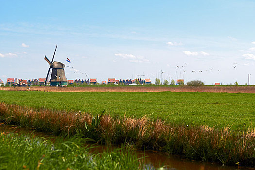 风景,荷兰,风车,鲜明,春天,白天