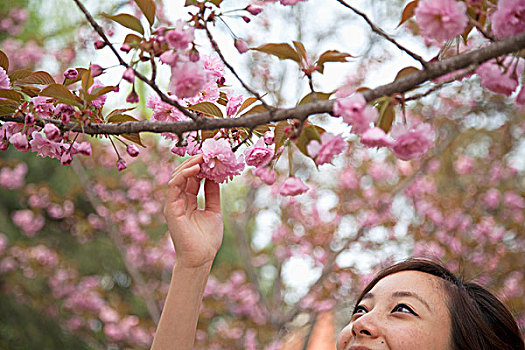 特写,美女,粉色,花,枝条,户外,公园,春天