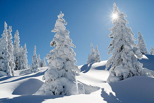 冬日树林,阳光,蒙塔丰,奥地利,欧洲