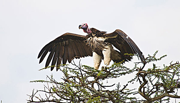 非洲,坦桑尼亚,肉垂秃鹫,塞伦盖蒂国家公园