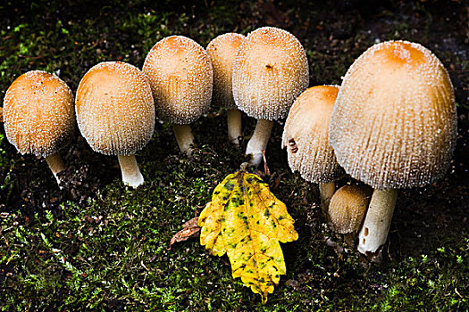 几个,蘑菇,秋天