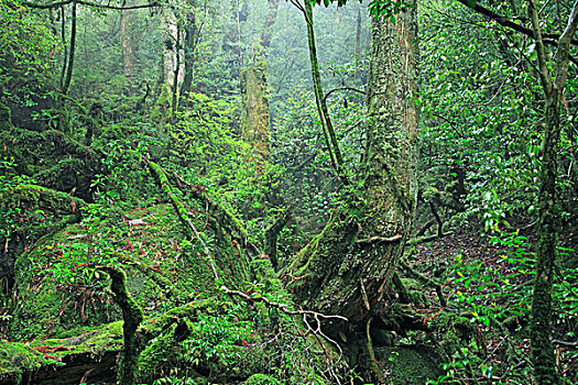 苔藓,树林