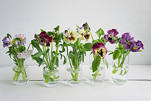 五个,玻璃杯,拿着,花朵,三色堇