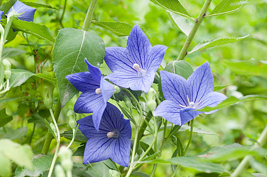 野外自然生长的蓝紫色桔梗花