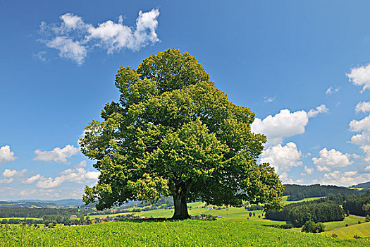 酸橙树,巴伐利亚,德国