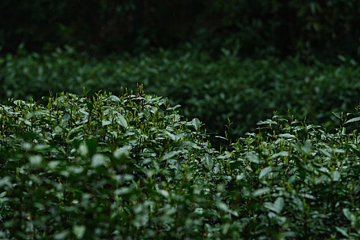 杭州西湖龙井茶园嫩茶新茶特写