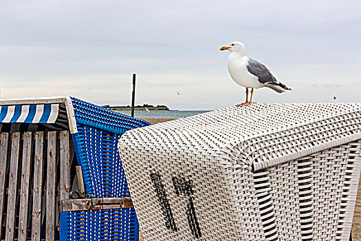 海鸥,沙滩椅