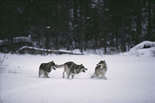 大灰狼,狼,三个,玩,雪中,明尼苏达