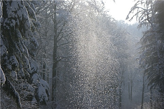 冬天,森林,雪