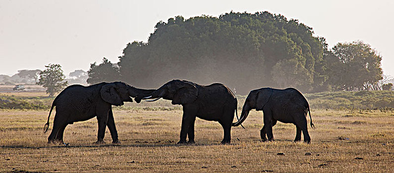 非洲大象047