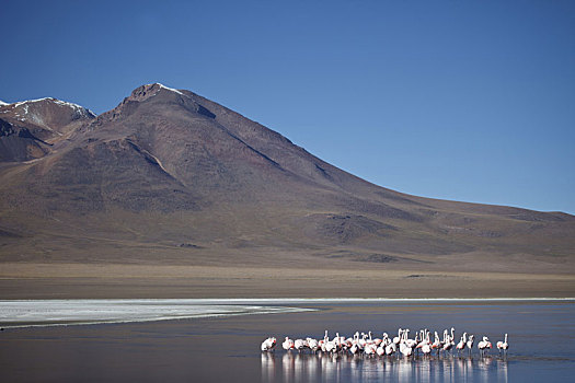 玻利维亚,泻湖,安第斯,火烈鸟
