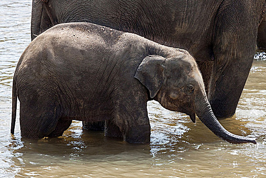 亚洲象,象属,幼小,河,大象孤儿院,中央省,斯里兰卡,亚洲