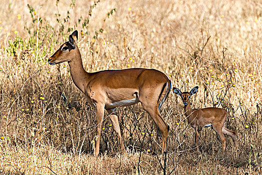 黑斑羚,母牛,幼兽,纳库鲁湖国家公园,肯尼亚,非洲
