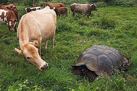 岛屿,龟,加拉帕戈斯象龟,家牛,圣克鲁斯岛,加拉帕戈斯群岛,厄瓜多尔
