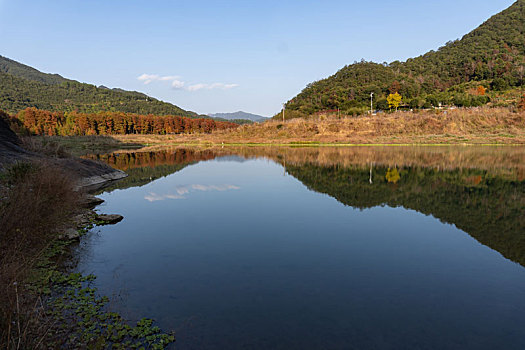 小芝红杉林,小芝红树林