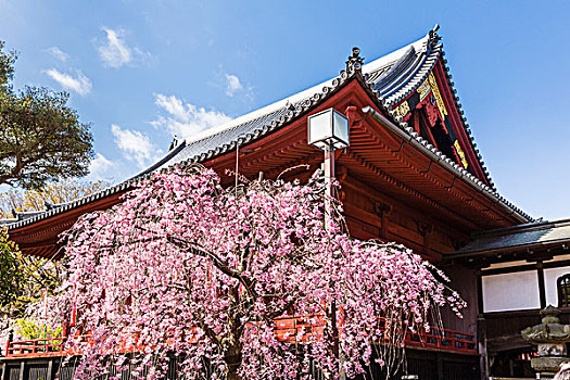 庙宇,花,樱桃树,上野公园,东京,关东地区,本州,日本