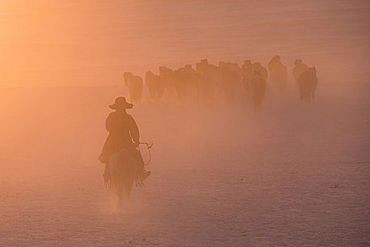晨光雪地中奔跑的马群
