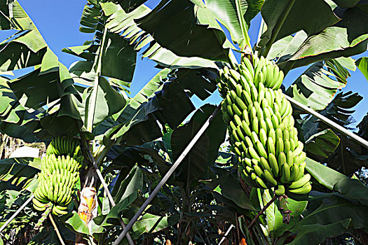 加那利群岛,香蕉,香蕉树,种植园,靠近,圣安德烈斯岛,帕尔玛,加纳利群岛,西班牙,欧洲