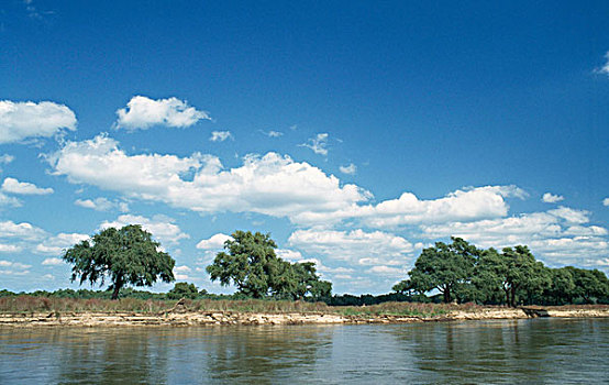 反射,树,河,赞比西河,国家公园,津巴布韦