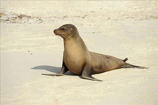 加拉帕戈斯,海狮,加拉帕戈斯海狮,西班牙岛,厄瓜多尔,南美