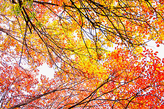 秋季里阳光下美丽多彩的金黄色树叶