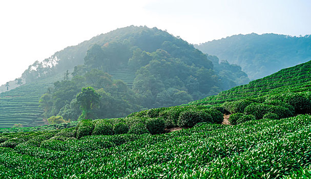 杭州龙井茶乡基地