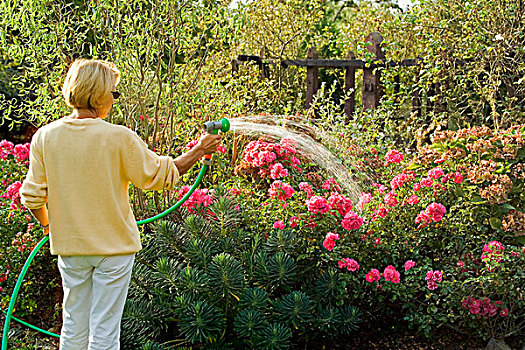 女人,浇水,蔷薇,花园,布列塔尼半岛,法国