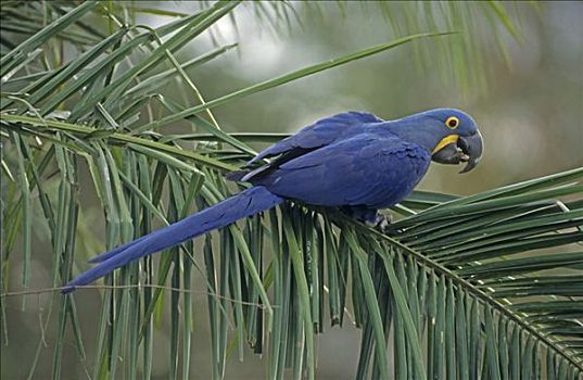 紫蓝金刚鹦鹉,潘塔纳尔,巴西,南美