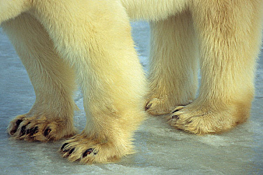 北极熊,脚,丘吉尔市,曼尼托巴,加拿大