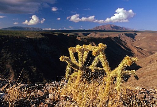 仙人掌,山,卡波圣卢卡斯,北下加利福尼亚州,墨西哥