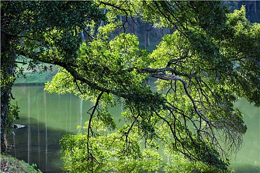 树枝,湖