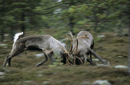 驯鹿,雄性动物,驯鹿属,决斗,瑞典
