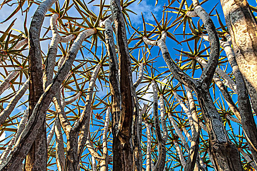 抖树,二歧芦荟,基特曼斯胡普,区域,纳米比亚,非洲