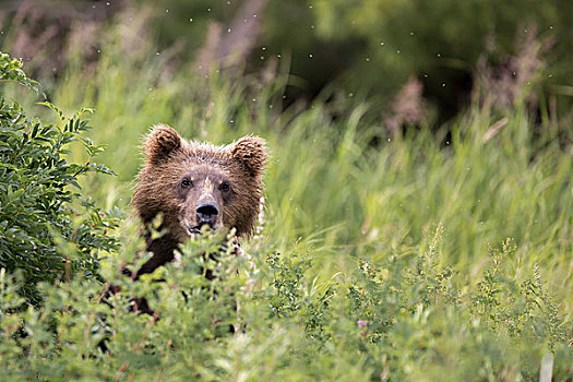 棕熊,隐藏,堪察加半岛,俄罗斯,欧洲