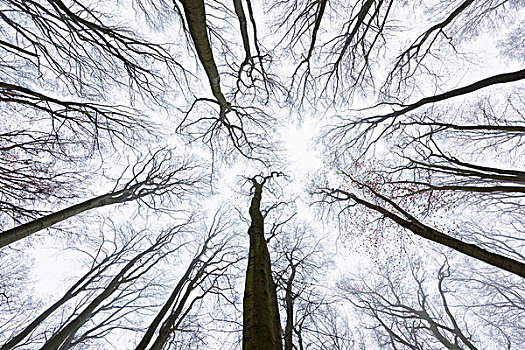 仰视,山毛榉,树林,冬天,奥登瓦尔德,黑森州,德国