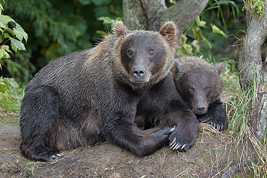 堪察加半岛,棕熊,动物,小动物,躺着,树林,林间空地,湖,俄罗斯,欧洲