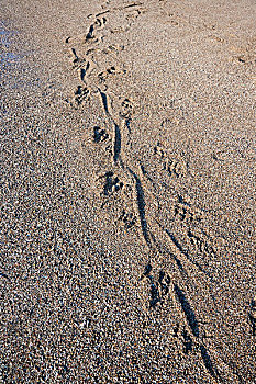 科摩多巨蜥,科摩多龙,轨迹,沙子,科莫多岛,科莫多国家公园,印度尼西亚