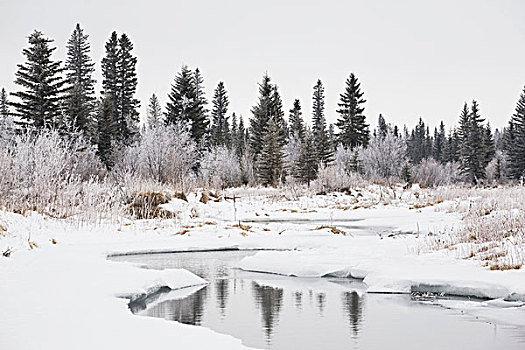 卡尔加里,艾伯塔省,加拿大,积雪,河谷,地表水流