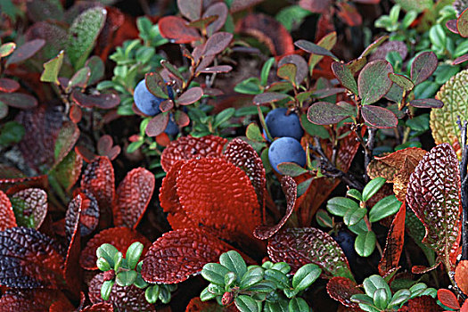 熊莓,蓝莓,蔓越莓