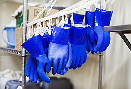 排,蓝色,塑料制品,手套,悬挂,钩,酒厂
