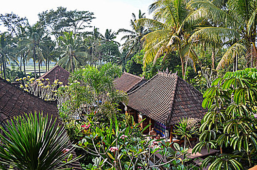 俯拍,传统建筑,棕榈树,巴厘岛